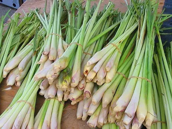 Lemongrass