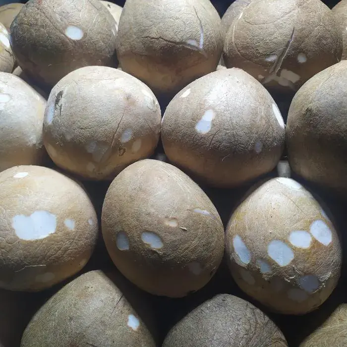 Husked Coconut