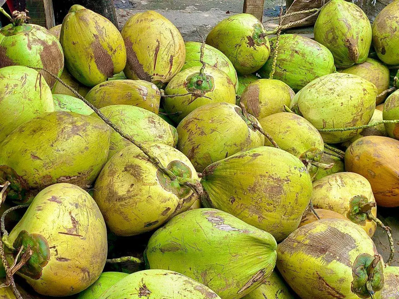 Coconut