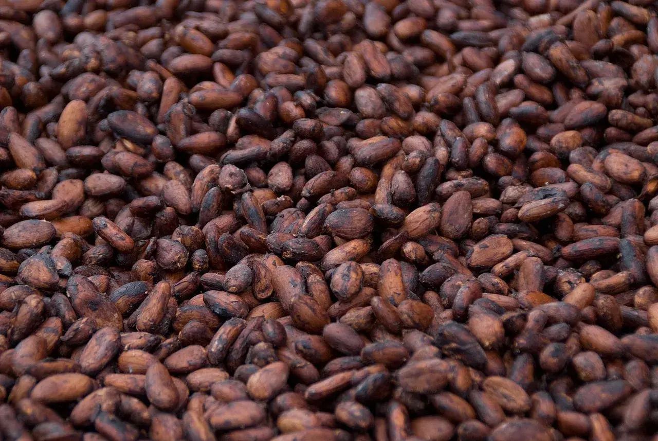 Cocoa Bean
