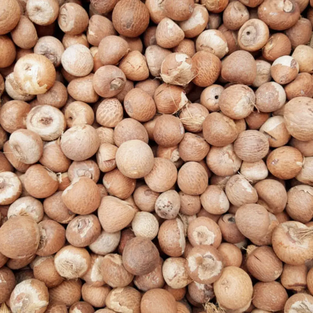 Whole Areca Nut