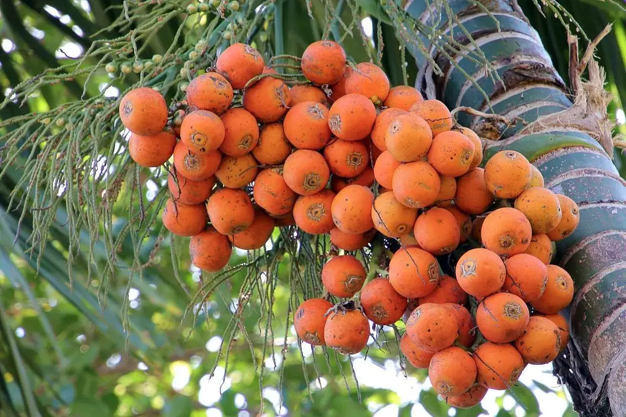 Areca Nut