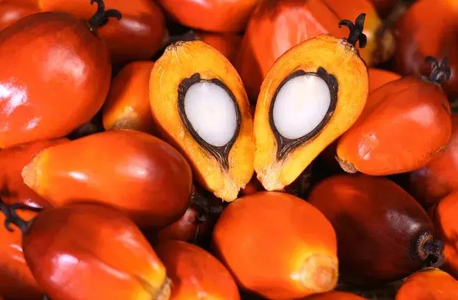 Crude Palm Oil